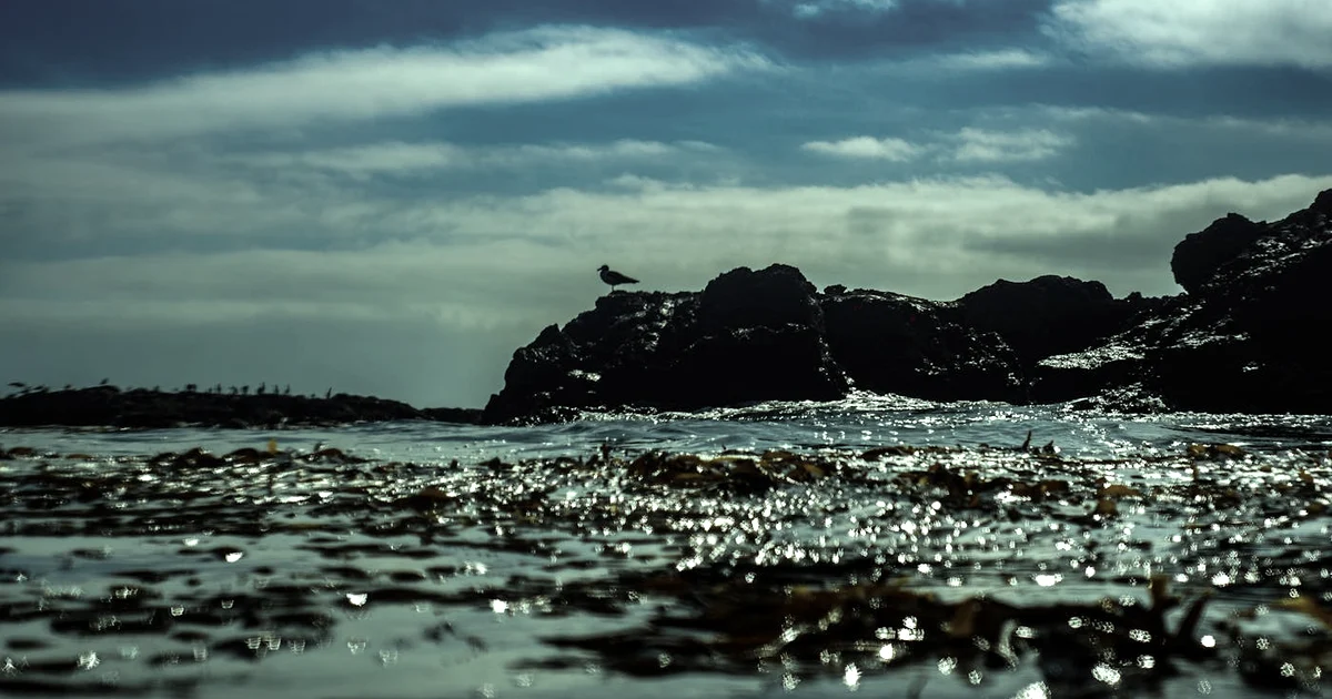 Best Guided Journals for Anxiety and Gratitude (Compared) — Lifestyle article hero: outdoor nature only (no people): trees, plants, flowers, land, water…