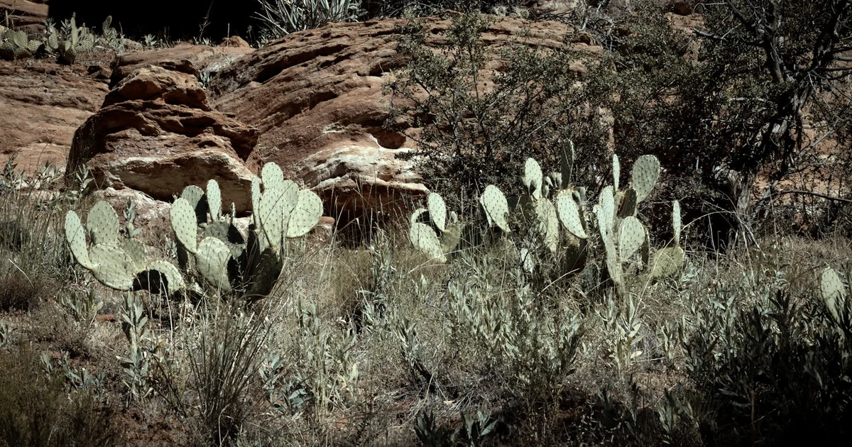 Free Mental Health Ebooks and Starters: Where to Look (Including Harness Happiness) — Lifestyle article hero: outdoor nature only (no people): trees, pl…