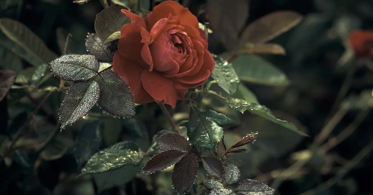 The Power of Human Connection for Mental Health (What Research Shows) — Connection article hero: outdoor nature only (no people): trees, plants, flowers…