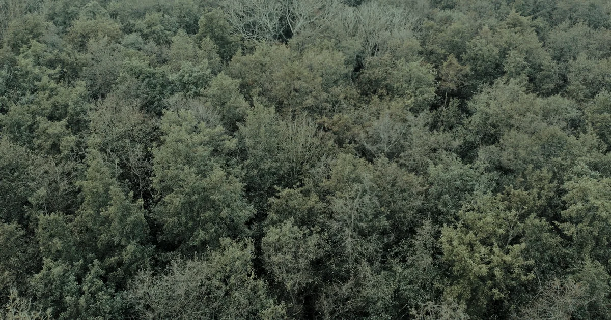 Week 1: RAS and Habit Stacking — Train Your Attention Without Shame (12-Week Journey) — Habits article hero: outdoor nature only (no people): trees, pla…