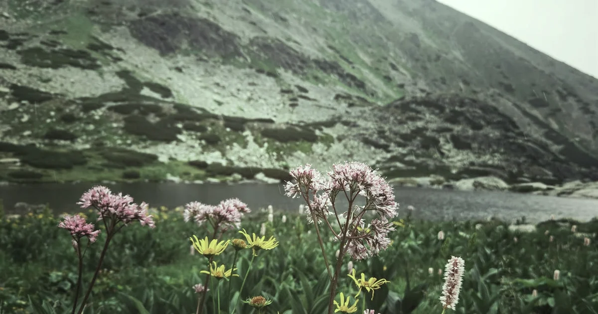 Week 2: The 90-Second Rule — Ride the Emotional Wave (12-Week Journey) — Resilience article hero: outdoor nature only (no people): trees, plants, flower…