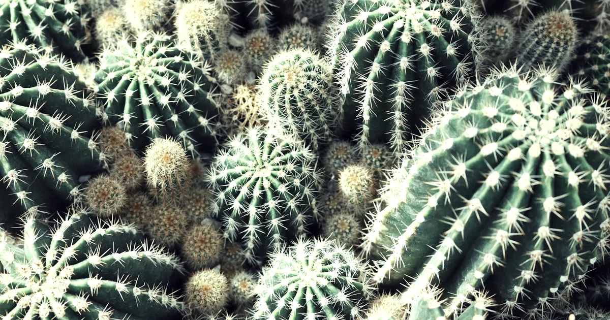 Week 5: The Hero's Journey — Honor the Plot Twists You Survived (12-Week Journey) — Purpose article hero: outdoor nature only (no people): trees, plants…