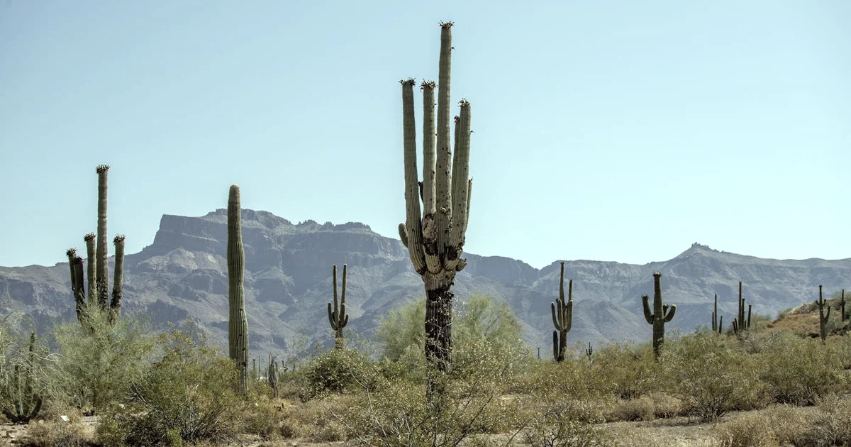 Week 6: The Power of Listening — Presence Without Performance (12-Week Journey) — Connection article hero: outdoor nature only (no people): trees, plant…