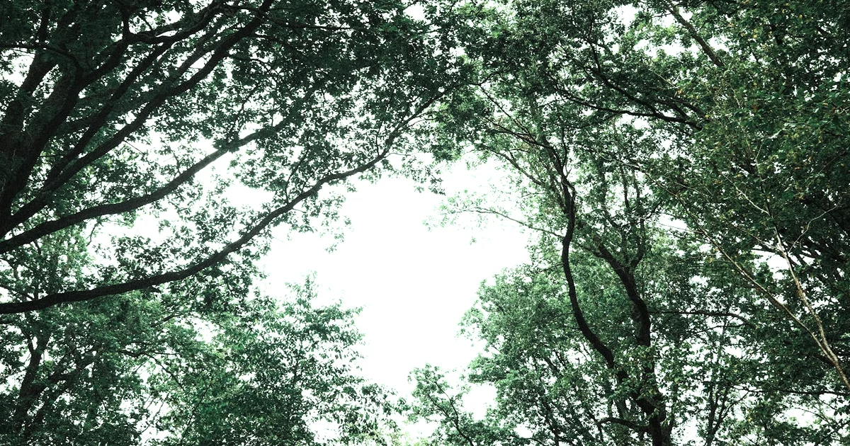 Week 7: The Practice of Kindness — Compliments, Gratitude, and Compassion (12-Week Journey) — Connection article hero: outdoor nature only (no people): …