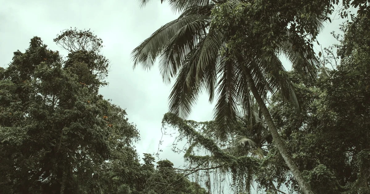 Week 8: The Peak and End Rule — How Memory Picks Moments (12-Week Journey) — Resilience article hero: outdoor nature only (no people): trees, plants, fl…