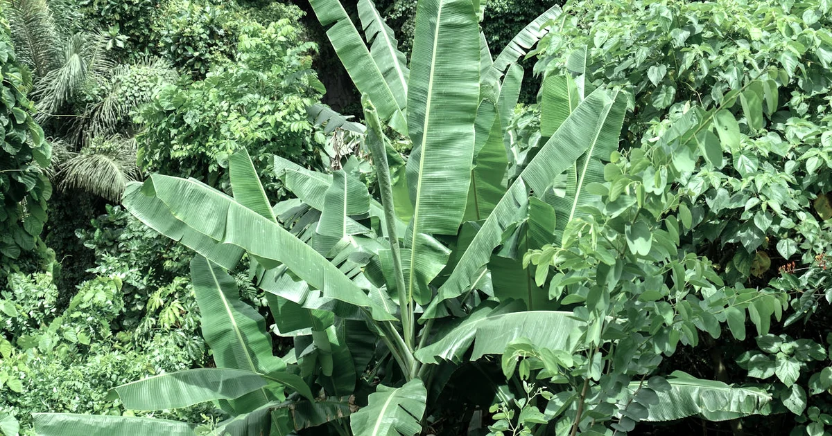 Week 9: Gratitude, Sleep, and Breath — Wind Down Without Arguing With Your Body (12-Week Journey) — Gratitude article hero: outdoor nature only (no peop…