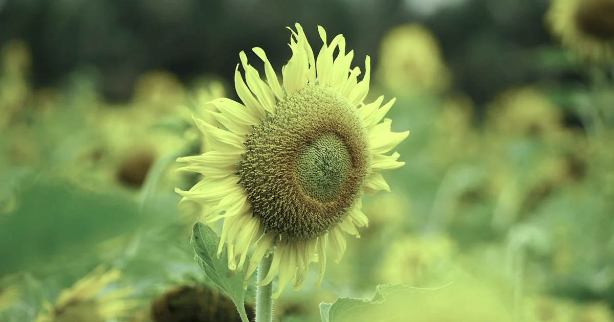 Week 11: Hedonic Adaptation — Fall in Love With the Ordinary Again (12-Week Journey) — Resilience article hero: outdoor nature only (no people): trees, …