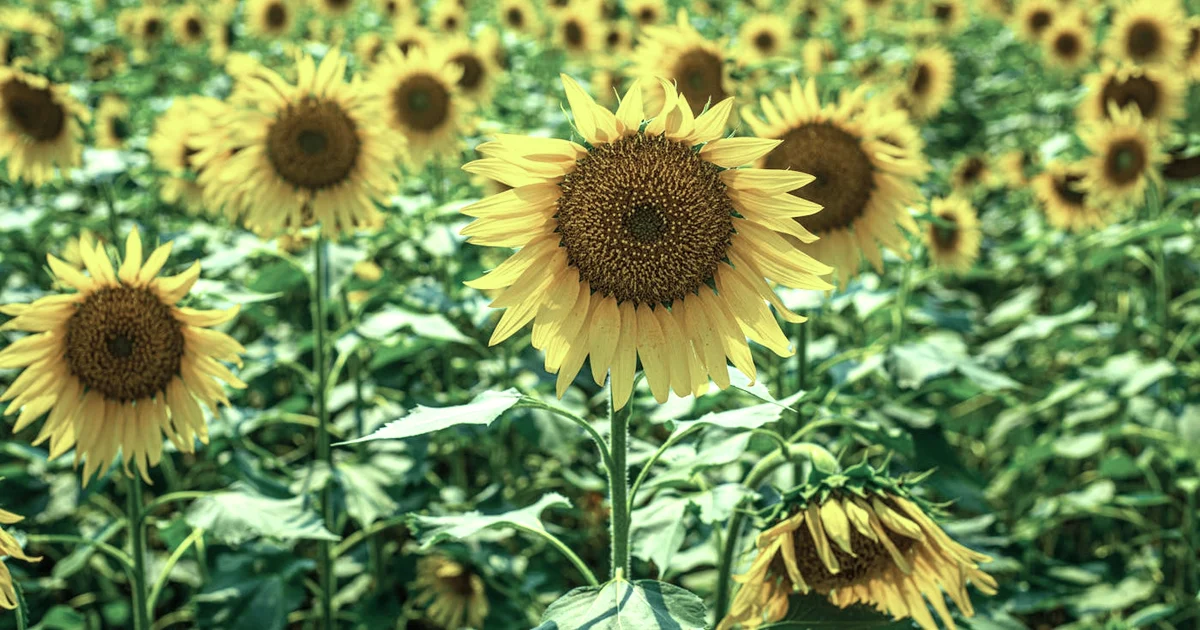 Week 12: IKIGAI — A Gentle Frame for Purpose (12-Week Journey) — Purpose article hero: outdoor nature only (no people): trees, plants, flowers, land, wa…