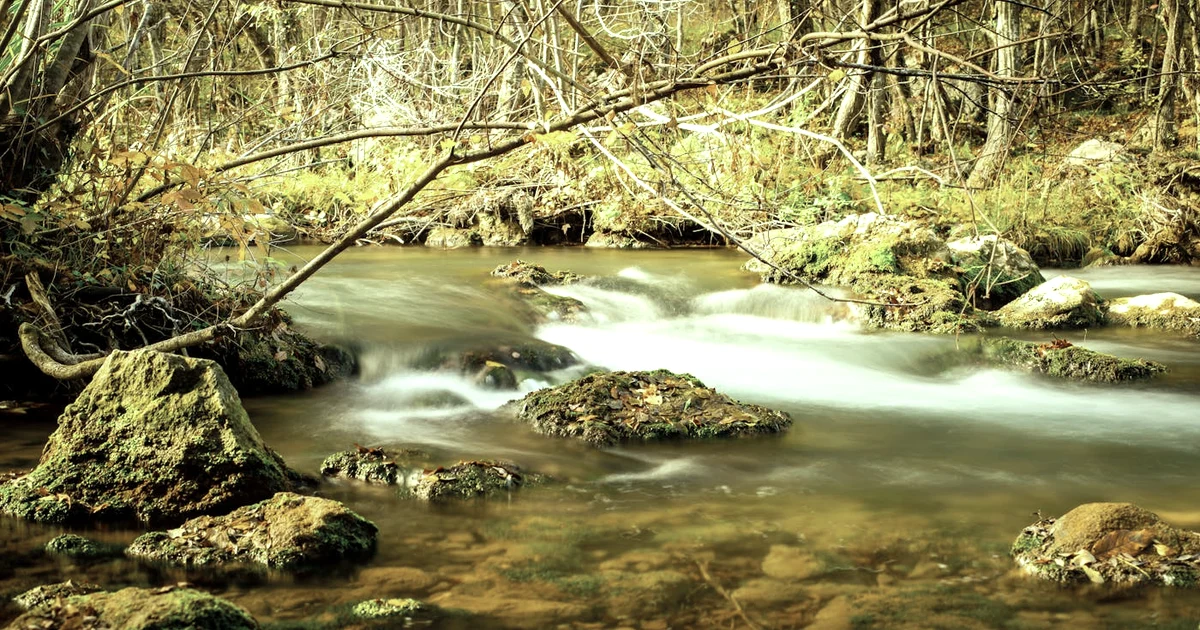 Meditation for Anxiety: A Research-Backed Beginner’s Guide — Mindfulness article hero: outdoor nature only (no people): trees, plants, flowers, land, wa…