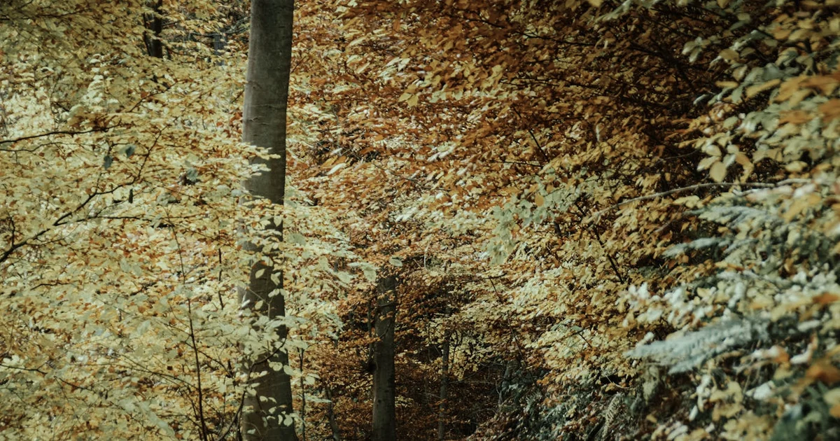 Mental Health Awareness Month: Start a Journaling Practice That Lasts Past May — Lifestyle article hero: outdoor nature only (no people): trees, plants,…