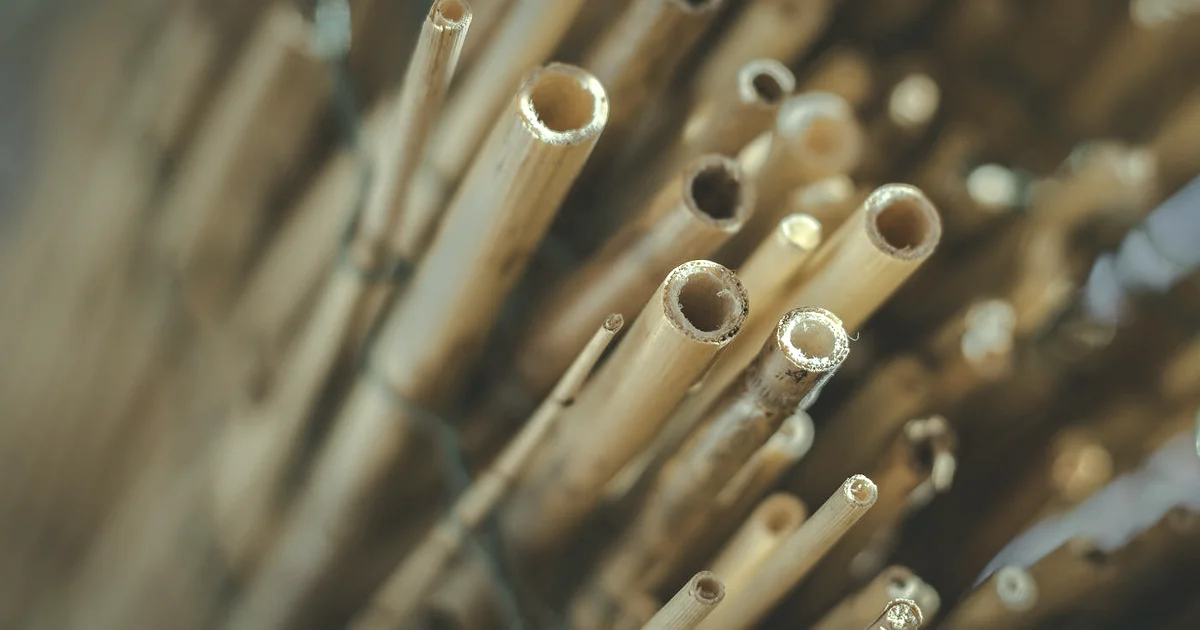 10 Micro-Habits for Better Mental Health (Start Small) — Habits article hero: outdoor nature only (no people): trees, plants, flowers, land, water, or sky.