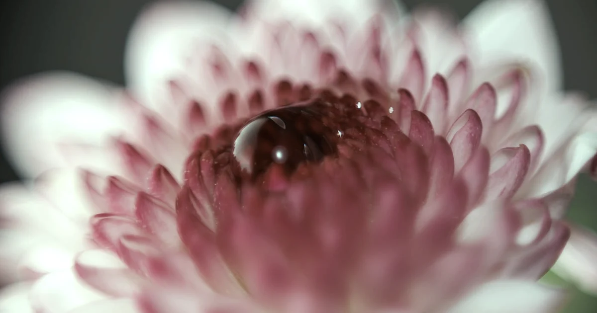 Printable Gratitude Journal Pages: What to Put on One Sheet (Plus a Free Starter) — Gratitude article hero: outdoor nature only (no people): trees, plan…