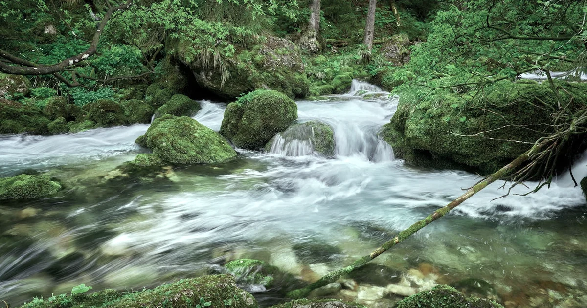 Self-Fulfilling Prophecy: How Your Beliefs Shape Your Life — Reflection article hero: outdoor nature only (no people): trees, plants, flowers, land, wat…