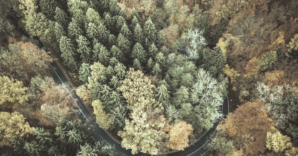 The Role of Self-Reflection in Mental Health (And How to Do It Safely) — Reflection article hero: outdoor nature only (no people): trees, plants, flower…